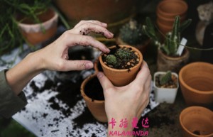 吴蔼名字测评为75分