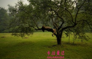 刘冬梅姓名评分91分